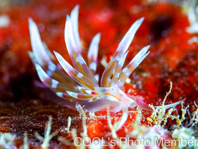 デンショクミノウミウシ