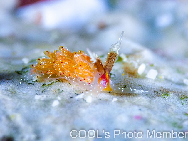 ウツセミミノウミウシ