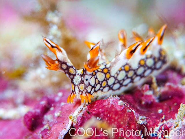 ヒオドシユビウミウシ