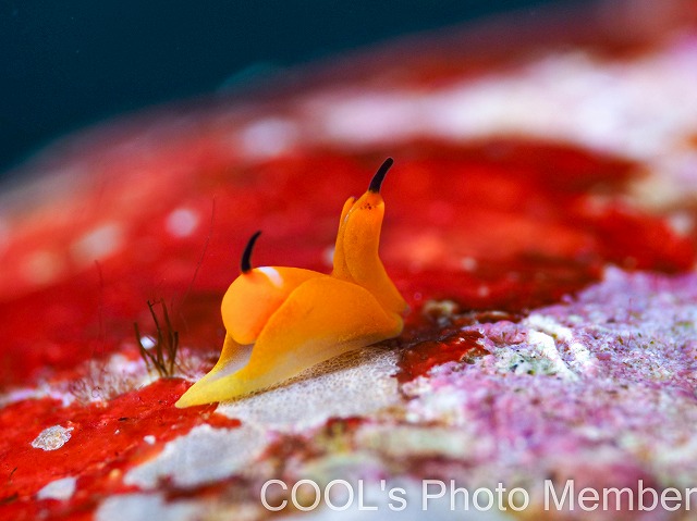 レモンウミコチョウ