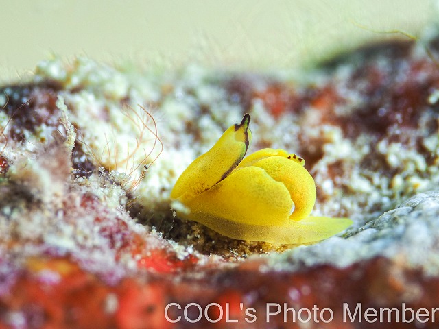 ダンボウミコチョウ