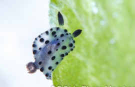 ウスズミウミウシ