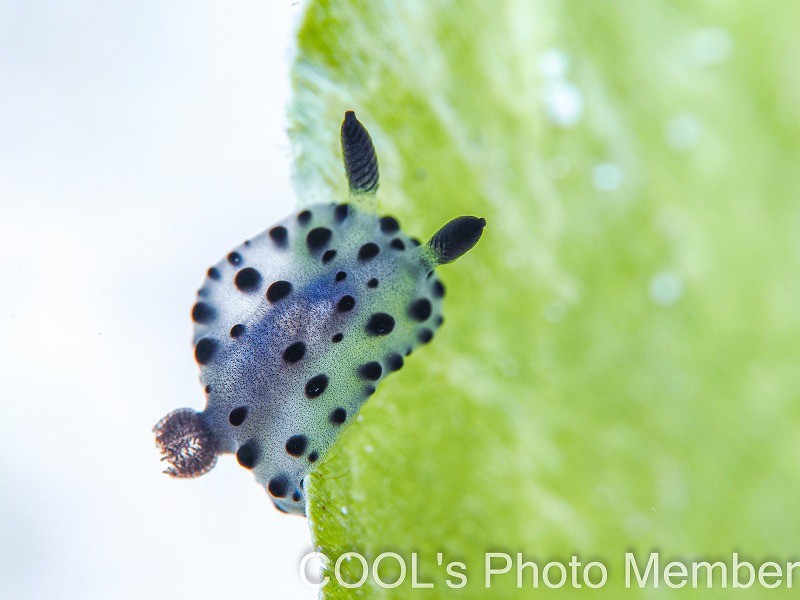 ウスズミウミウシ