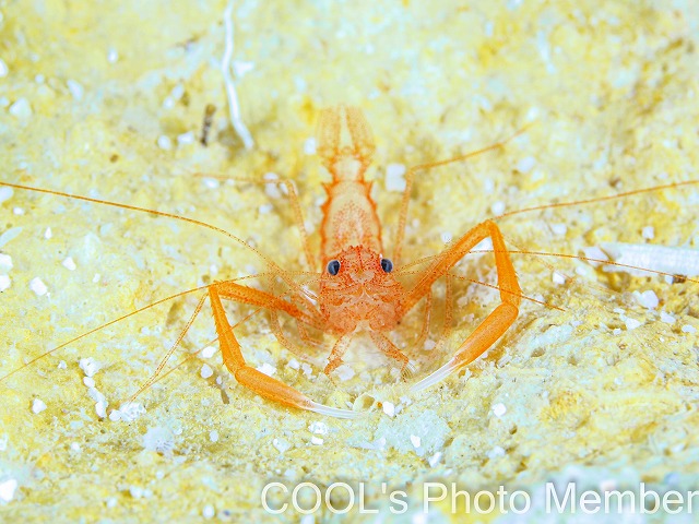 スベスベオトヒメエビのSP