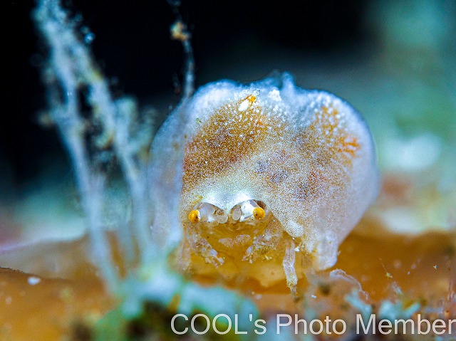 カイカムリの仲間