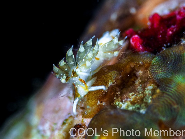フサツノミノウミウシ属の一種4