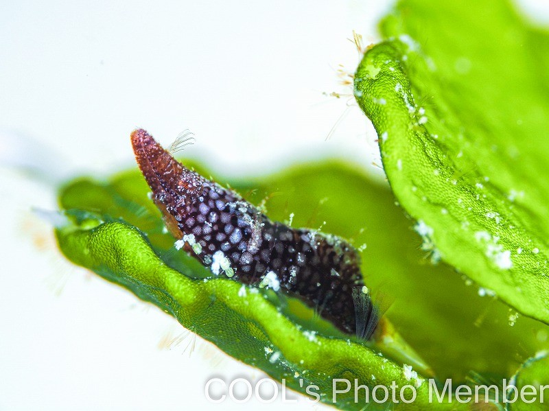 ラトレウテス・ビコルニス