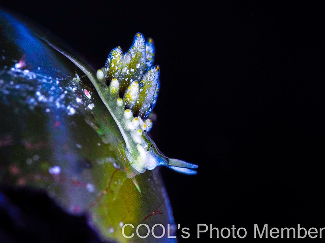 フタスジアオモウミウシ