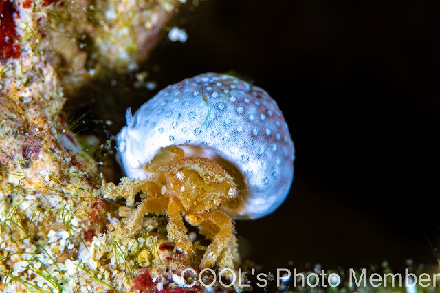 ユキンコボウシガニ