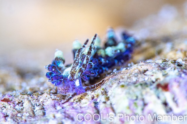 リーフミノウミウシ