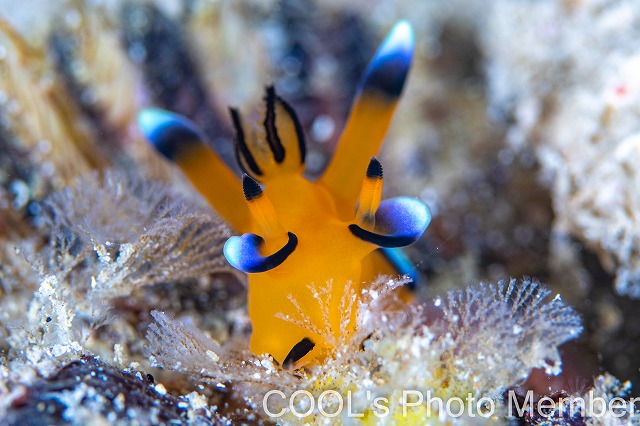 ウデフリツノザヤウミウシ