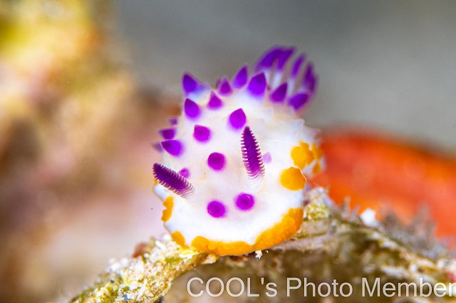 レンゲウミウシ