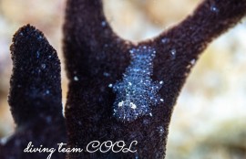 ヂェラストカリス・パロンアェ