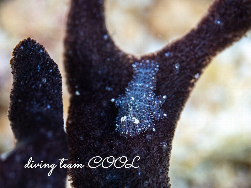 ヂェラストカリス・パロンアェ