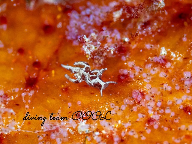 トラパニア・エウルュエイア