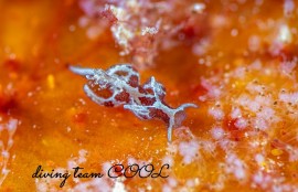 トラパニア・エウルュエイア