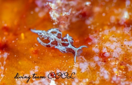 トラパニア・エウルュエイア