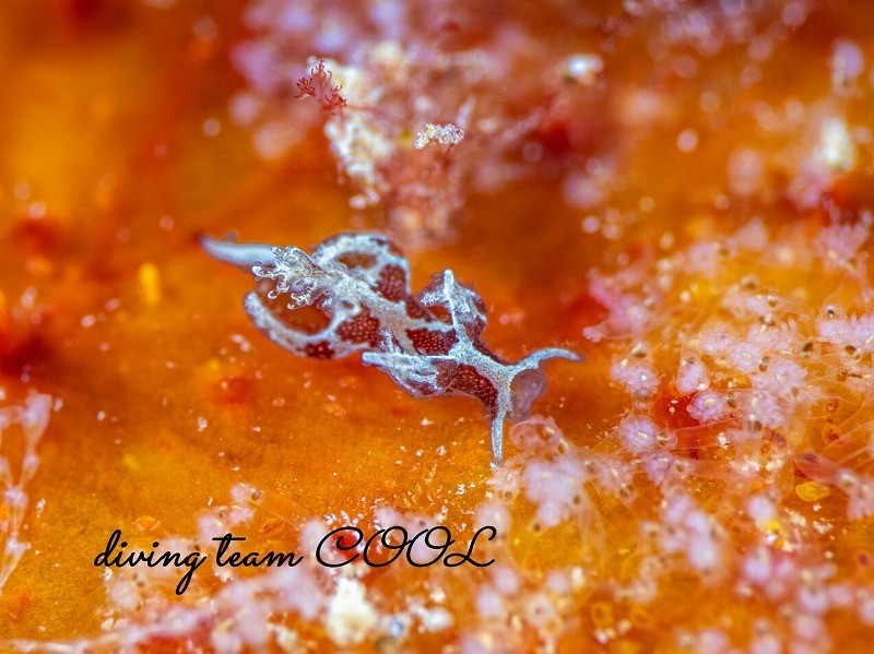 トラパニア・エウルュエイア