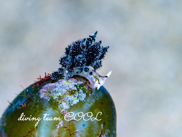 フタスジアオモウミウシ