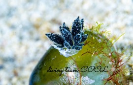 フタスジアオモウミウシ