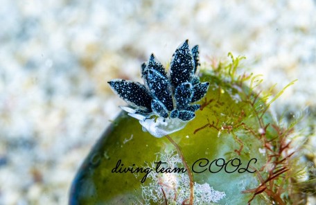 フタスジアオモウミウシ