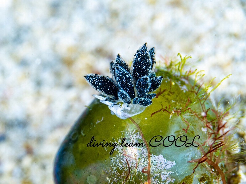 フタスジアオモウミウシ