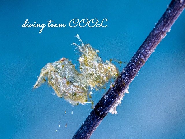 フィコカリス・シムランス