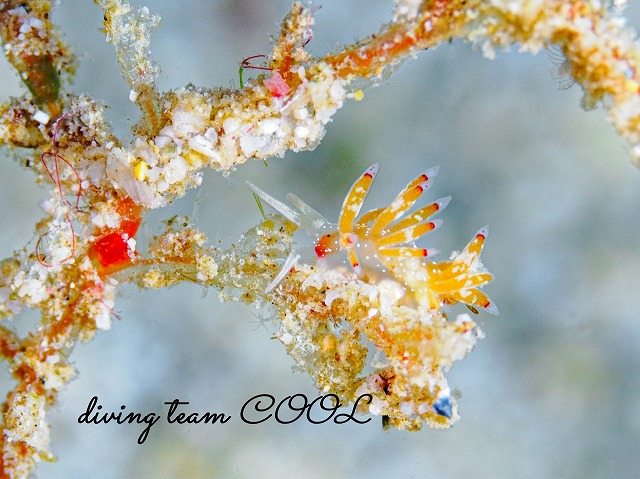 シロタエミノウミウシ属の一種75