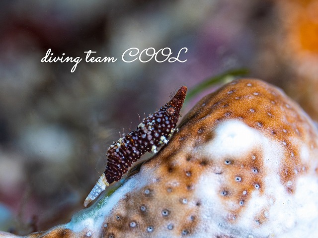 ラトレウテス・ビコルニス