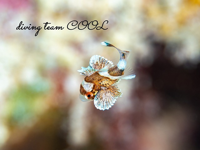 チョウチョウコショウダイの幼魚