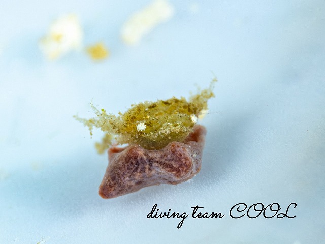 カイカムリの仲間