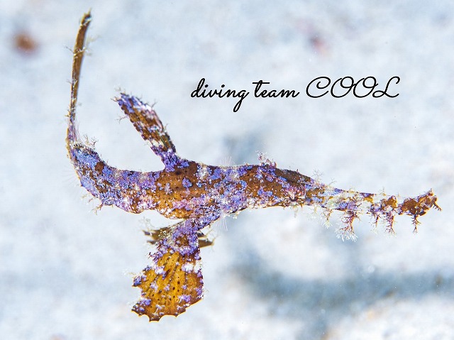 ホソフウライウオ