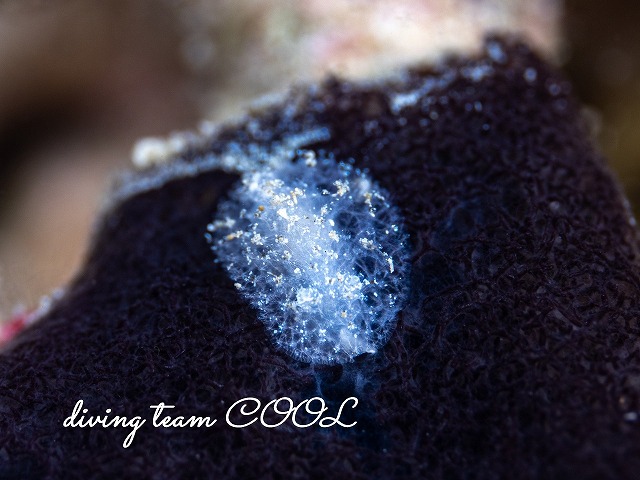 スポンジウミウシ