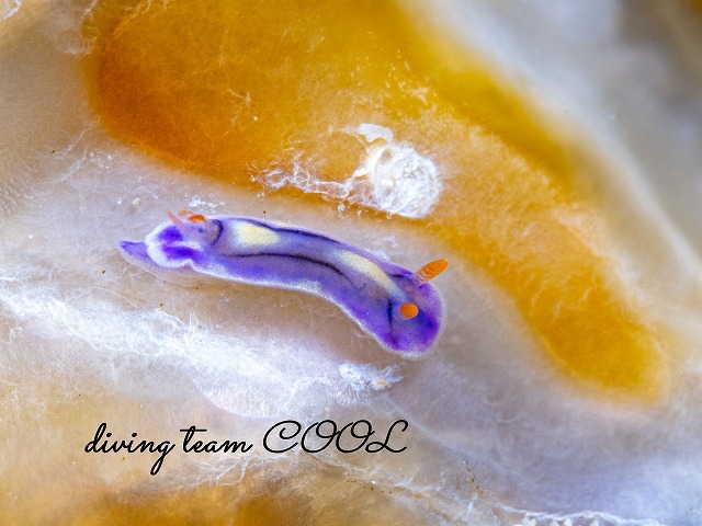 ソヨカゼイロウミウシ