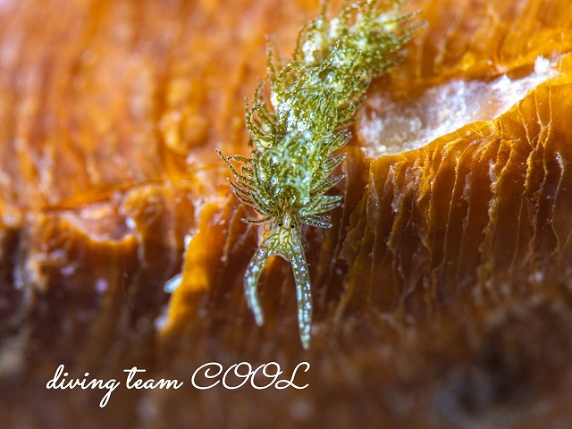 アオモウミウシ属一種10