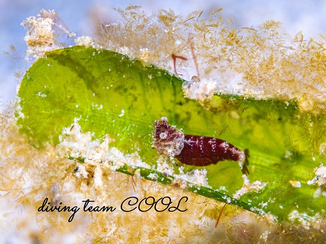 サシミシュリンプ