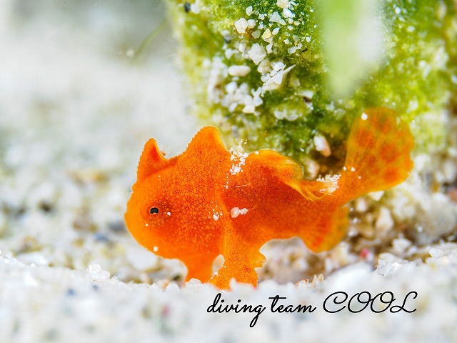 カエルアンコウの幼魚