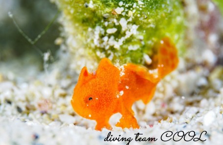 カエルアンコウの幼魚