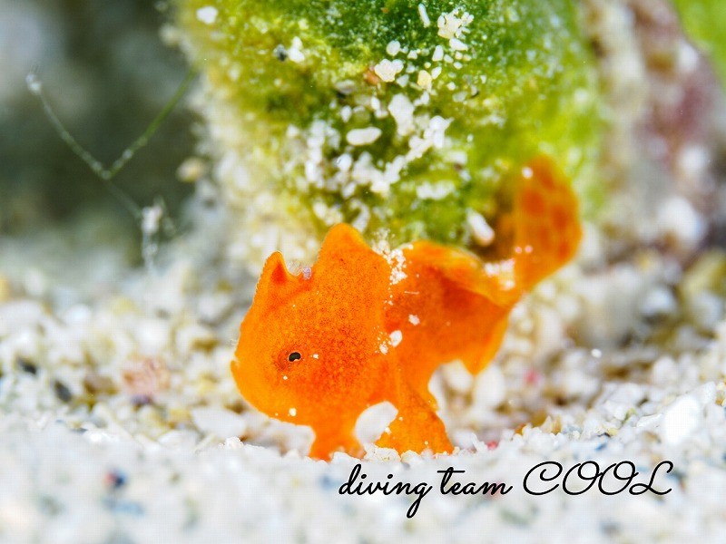 カエルアンコウの幼魚