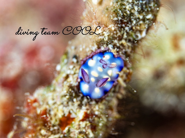 ユウグレイロウミウシの幼体