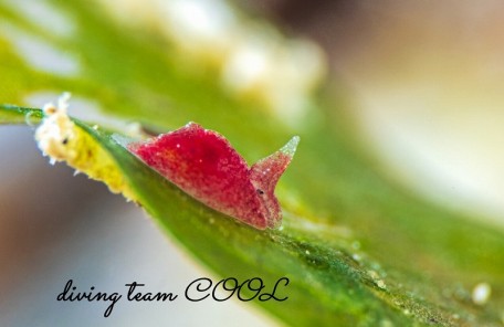 ムラサキウミコチョウ属一種2