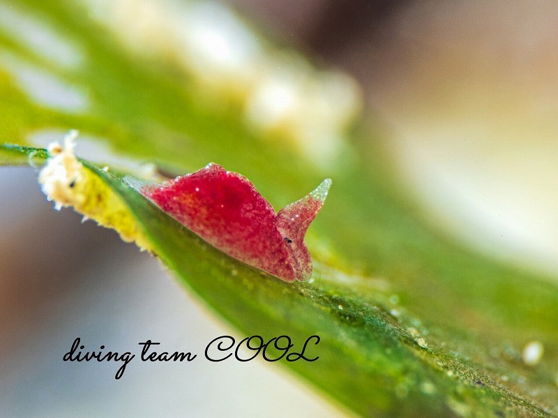 ムラサキウミコチョウ属一種2