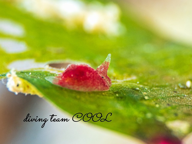 ムラサキウミコチョウ属一種2