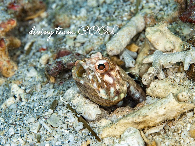 ホシカゲアゴアマダイ