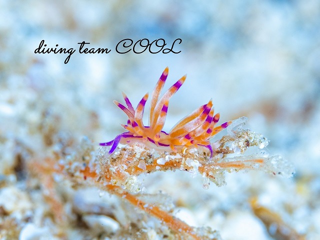 セスジミノウミウシ