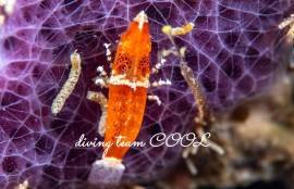 ラトレウテス・ビコルニス