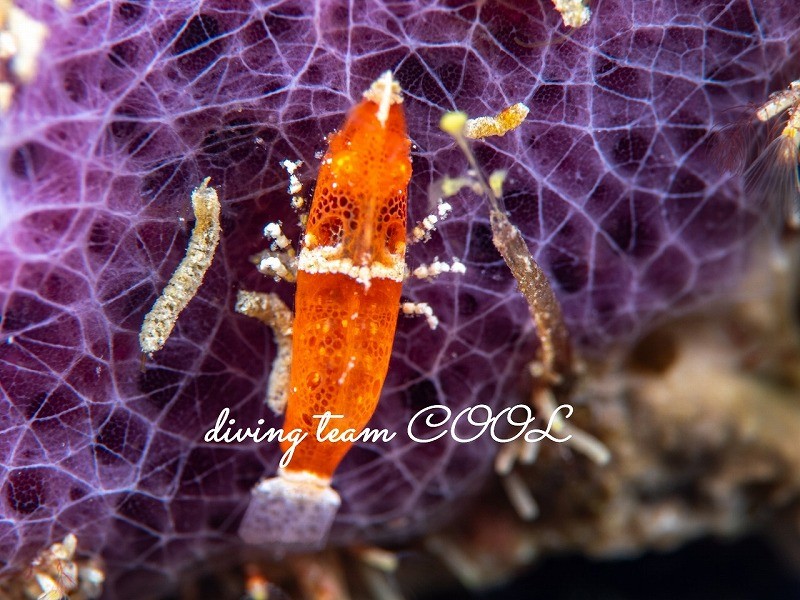 ラトレウテス・ビコルニス