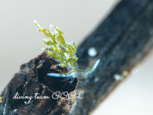 アオモウミウシ属一種10