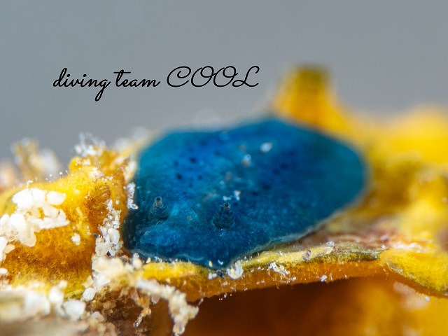 アオクシエラウミウシ