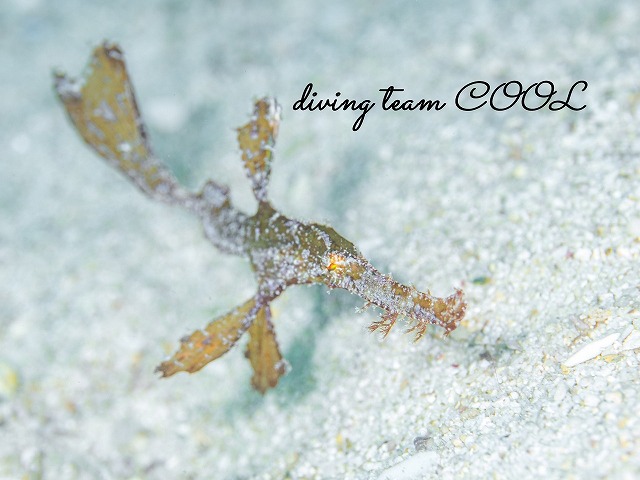 ホソフウライウオ